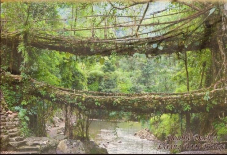 Living Roots Lodge Cherrapunji Extérieur photo